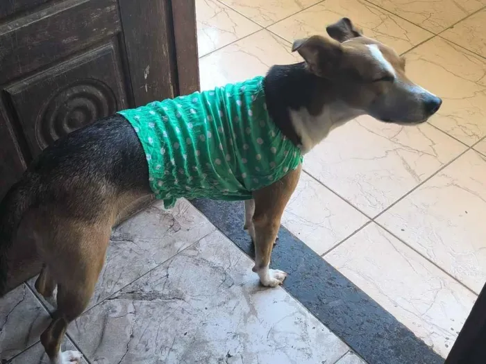 Cachorro raça SRD-ViraLata idade 1 ano nome Luna Gomes 