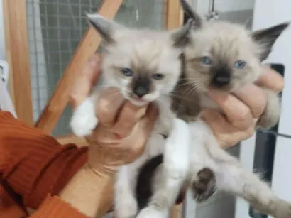 Gato raça SRD-ViraLata idade 2 a 6 meses nome Ainda não demos