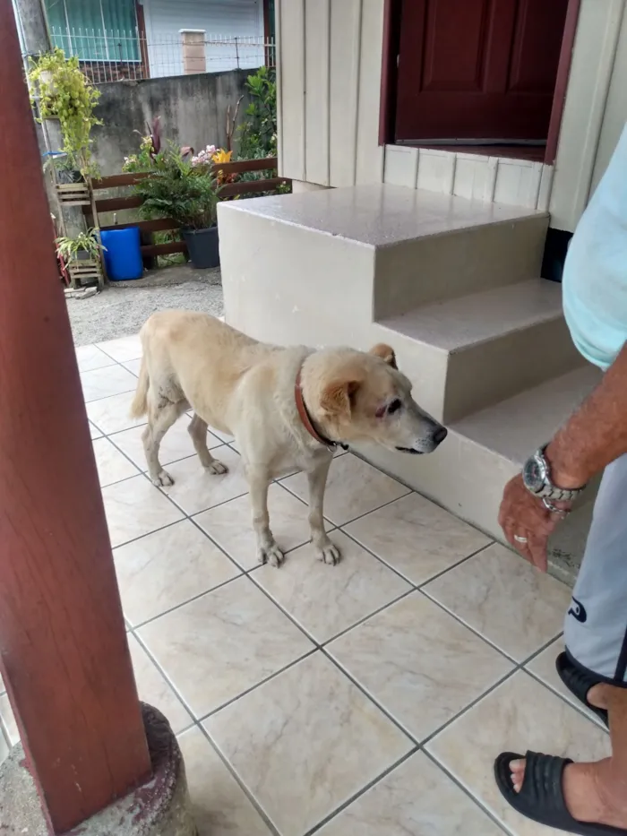 Cachorro raça Labrador idade 6 ou mais anos nome REX