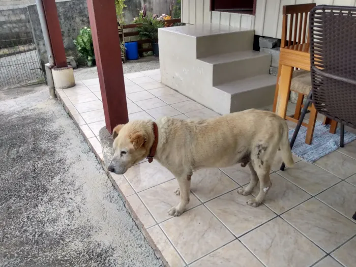 Cachorro raça Labrador idade 6 ou mais anos nome REX