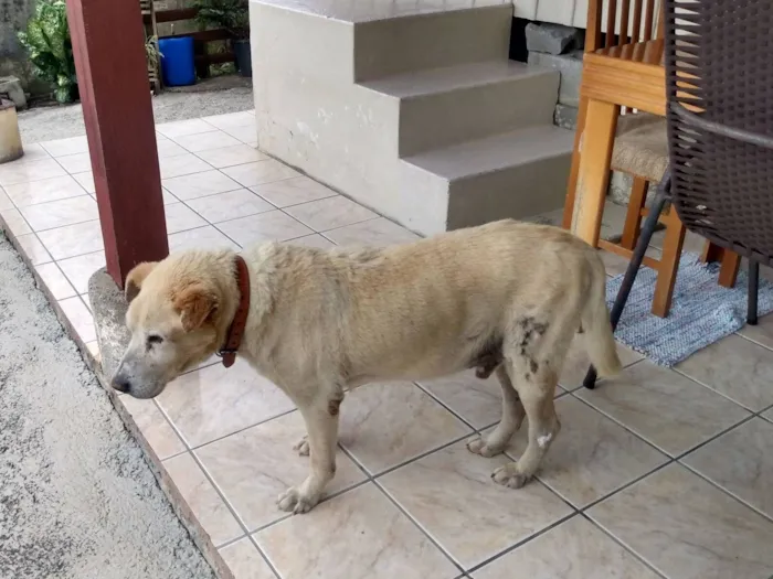 Cachorro raça Labrador idade 6 ou mais anos nome REX