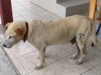 Cachorro raça Labrador idade 6 ou mais anos nome REX
