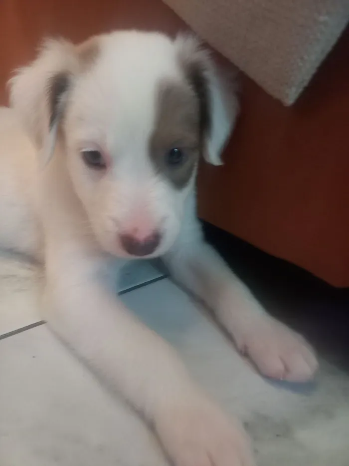 Cachorro raça SRD-ViraLata idade 2 a 6 meses nome Joao