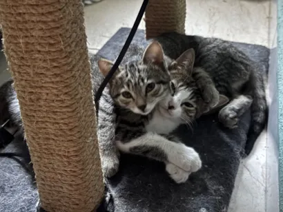 Gato raça SRD-ViraLata idade 2 a 6 meses nome Sem nome 