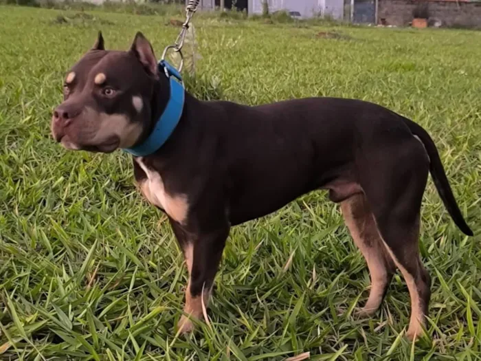 Cachorro raça Pit-Bull idade 2 anos nome BRADDOCK
