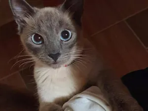 Gato raça Siamês idade 7 a 11 meses nome Branquinho
