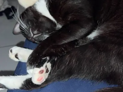 Gato raça SRD-ViraLata idade 7 a 11 meses nome Pretinho