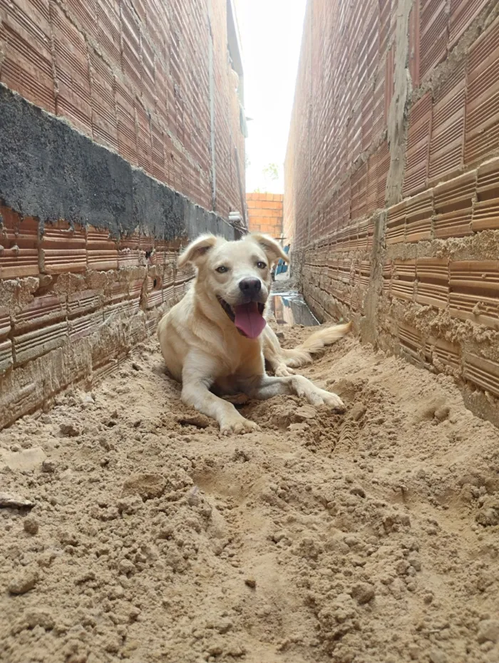 Cachorro raça Labrador idade 1 ano nome Scott