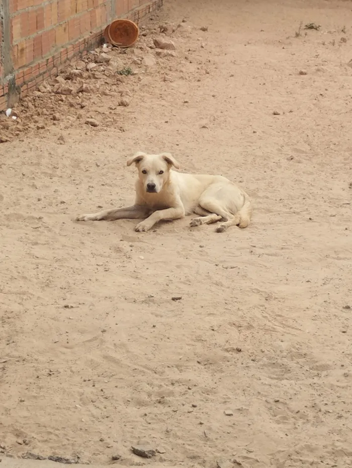 Cachorro raça Labrador idade 1 ano nome Scott