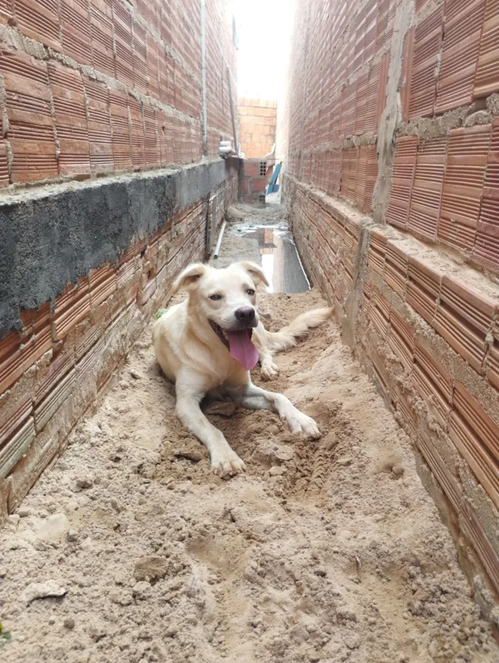 Cachorro raça Labrador idade 1 ano nome Scott