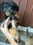 Cachorro raça SRD-ViraLata idade Abaixo de 2 meses nome Sem nomes 
