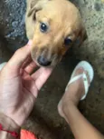 Cachorro raça SRD-ViraLata idade Abaixo de 2 meses nome Sem nomes 