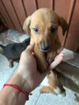 Cachorro raça SRD-ViraLata idade Abaixo de 2 meses nome Sem nomes 
