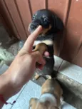 Cachorro raça SRD-ViraLata idade Abaixo de 2 meses nome Sem nomes 