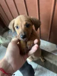 Cachorro raça SRD-ViraLata idade Abaixo de 2 meses nome Sem nomes 