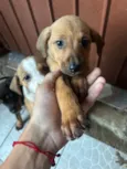 Cachorro raça SRD-ViraLata idade Abaixo de 2 meses nome Sem nomes 