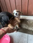 Cachorro raça SRD-ViraLata idade Abaixo de 2 meses nome Sem nomes 