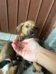 Cachorro raça SRD-ViraLata idade Abaixo de 2 meses nome Sem nomes 