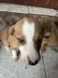 Cachorro raça SRD-ViraLata idade Abaixo de 2 meses nome Sem nomes 