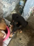 Cachorro raça SRD-ViraLata idade Abaixo de 2 meses nome Sem nomes 