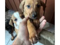 Cachorro raça SRD-ViraLata idade Abaixo de 2 meses nome Sem nomes 