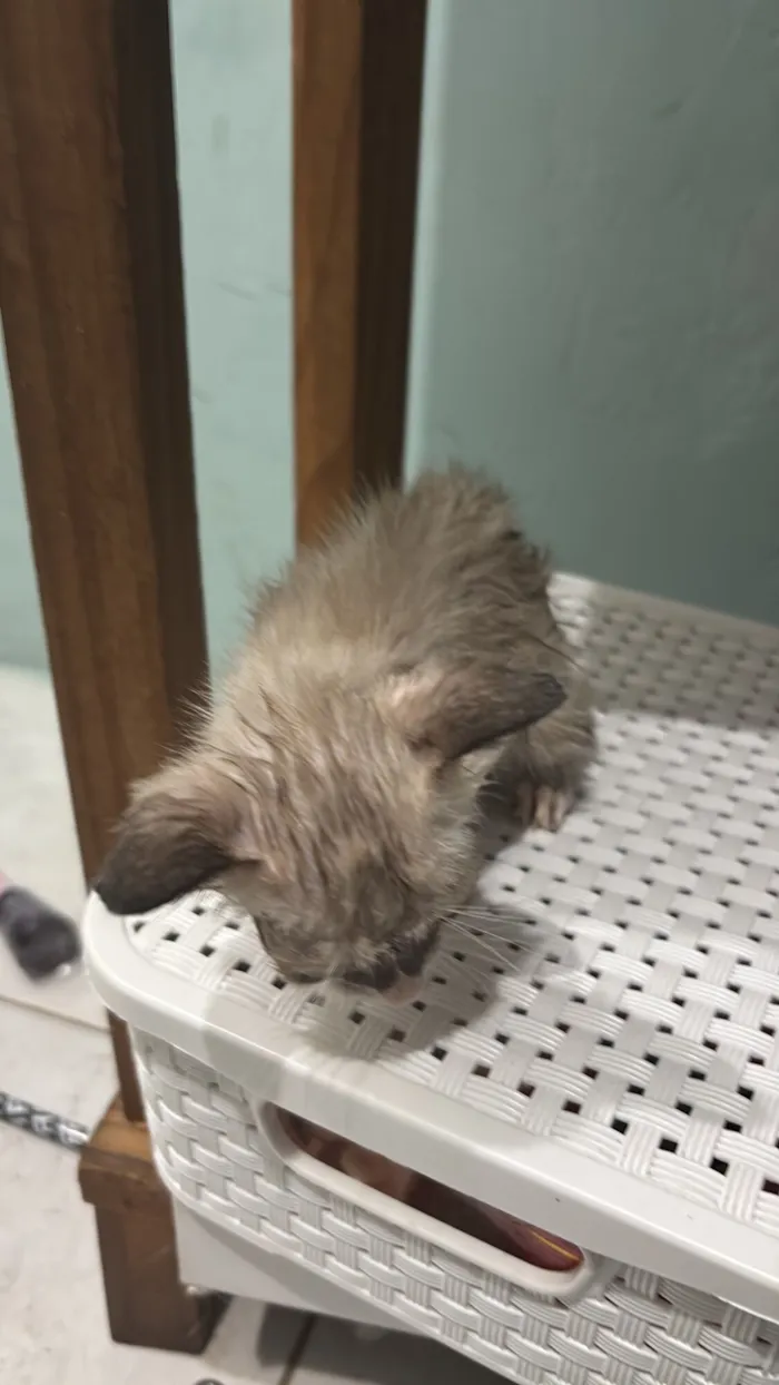 Gato raça SRD-ViraLata idade Abaixo de 2 meses nome Achei 3 gatinhos morrendo na rua preciso doar não posso ficar