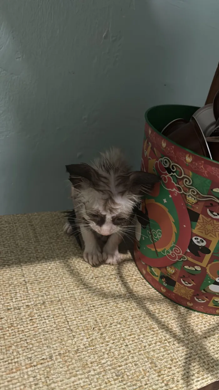 Gato raça SRD-ViraLata idade Abaixo de 2 meses nome Achei 3 gatinhos morrendo na rua preciso doar não posso ficar