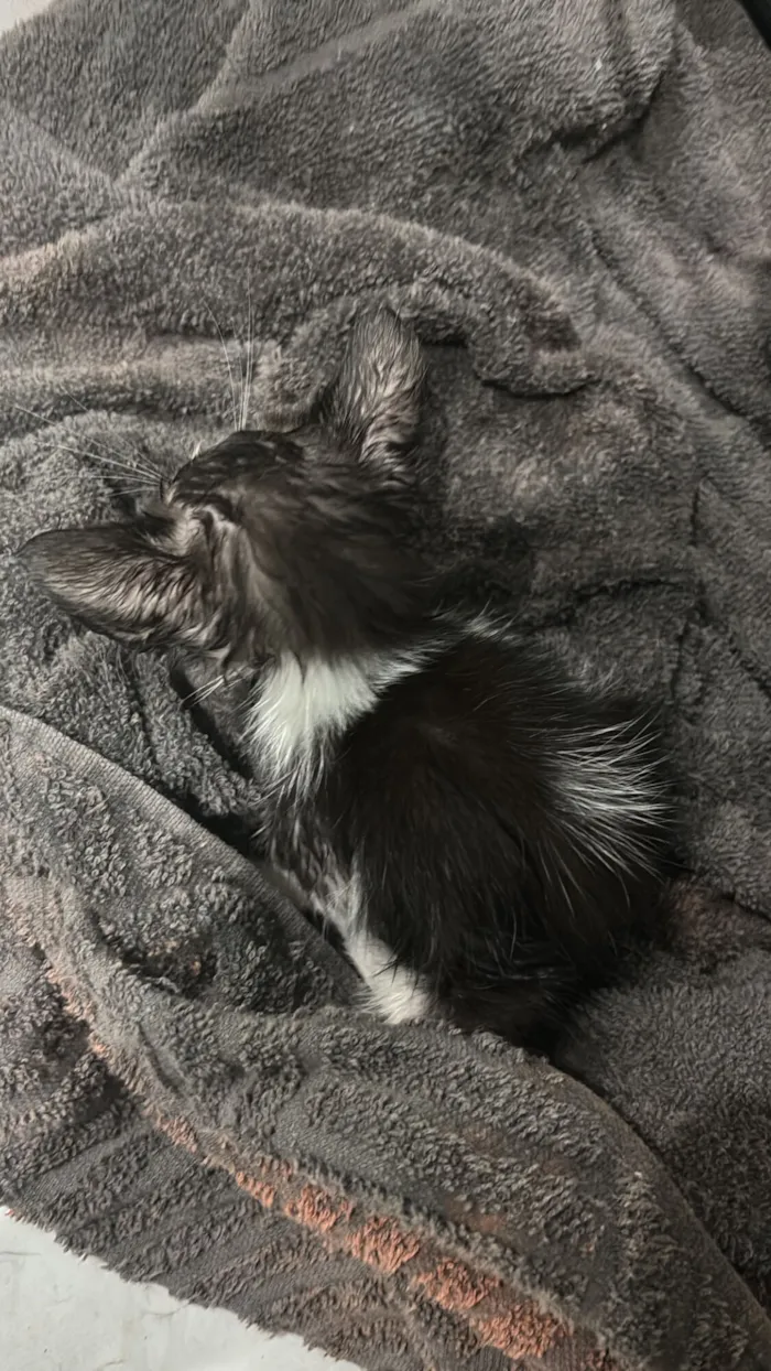 Achei 3 gatinhos morrendo na rua preciso doar não posso ficar