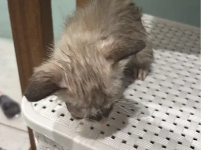 Gato raça SRD-ViraLata idade Abaixo de 2 meses nome Achei 3 gatinhos morrendo na rua preciso doar não posso ficar