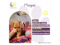 Cachorro raça SRD-ViraLata idade 2 a 6 meses nome Magali 
