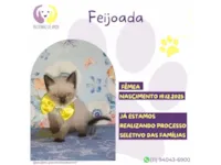 Gato raça SRD-ViraLata idade Abaixo de 2 meses nome Feijoada