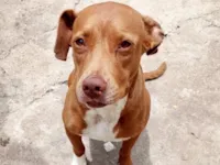 Cachorro raça SRD-ViraLata idade 2 anos nome Antonella