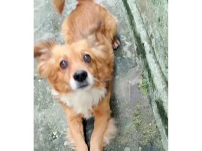 Cachorro raça SRD-ViraLata idade 5 anos nome Antônio 