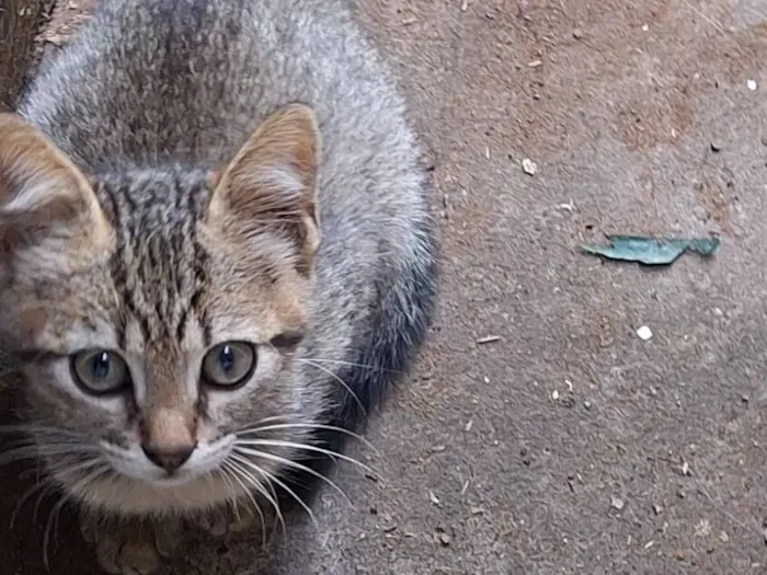 Gato raça SRD-ViraLata idade 2 a 6 meses nome Nome por conta do adotante 