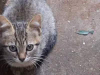 Gato raça SRD-ViraLata idade 2 a 6 meses nome Nome por conta do adotante 