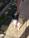 Cachorro raça SRD-ViraLata idade 2 anos nome Lola