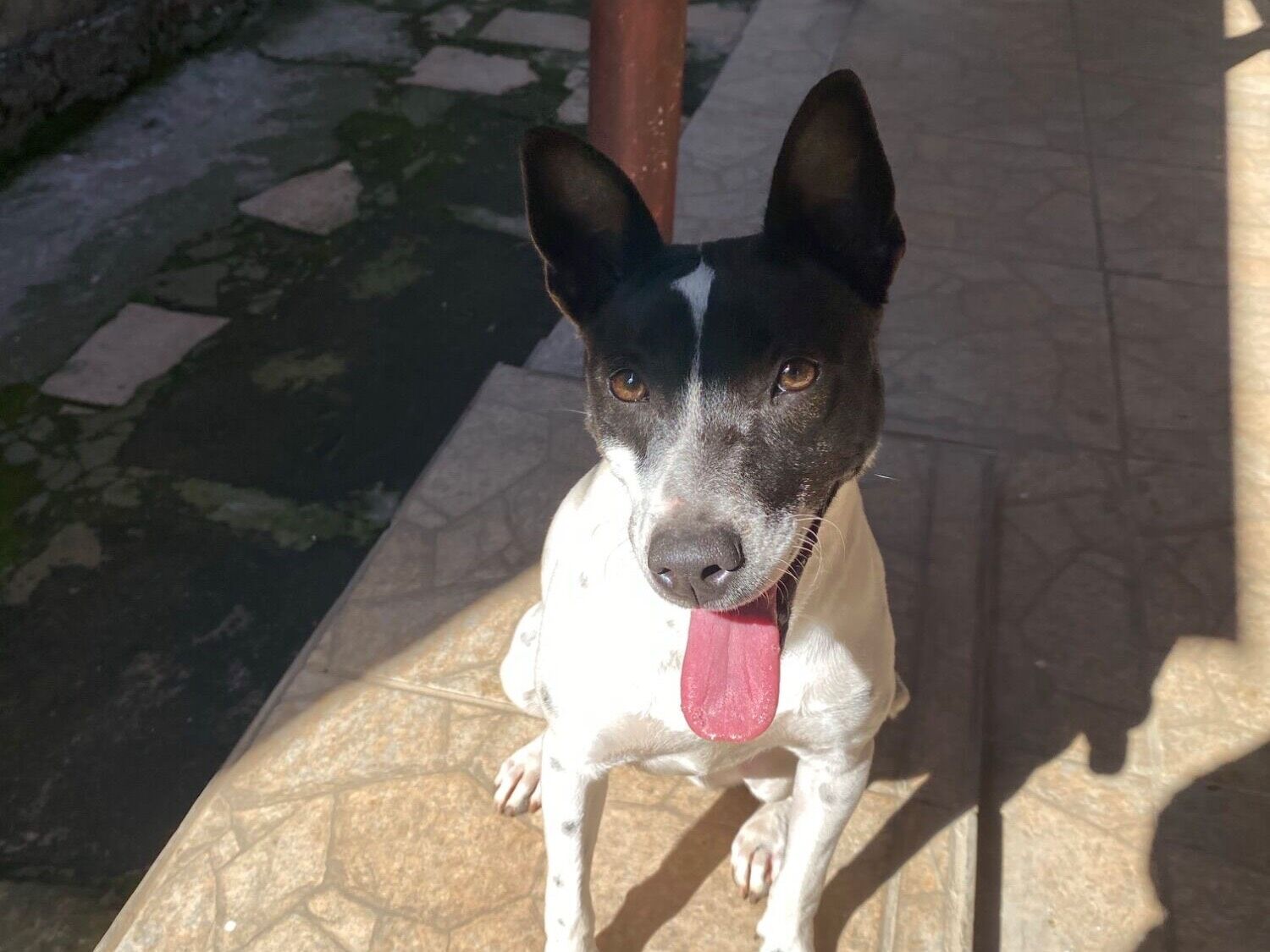 Cachorro raça SRD-ViraLata idade 2 anos nome Lola