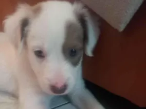 Cachorro raça SRD-ViraLata idade 2 a 6 meses nome Joao
