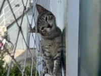 Gato raça SRD-ViraLata idade 2 a 6 meses nome Sem nome 