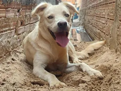 Cachorro raça Labrador idade 1 ano nome Scott