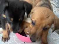 Cachorro raça SRD-ViraLata idade Abaixo de 2 meses nome Sem nomes 