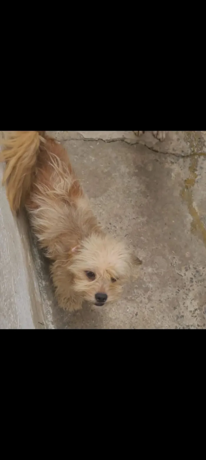 Cachorro raça SRD-ViraLata idade 1 ano nome Dorys/estrela 