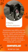 Cachorro raça Pinscher idade 2 a 6 meses nome Encontramos ele na rua e queremos encontrar o dono