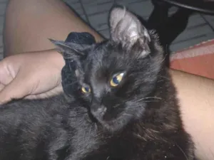 Gato raça Persa idade 2 a 6 meses nome Carlos Eduardo Farias Pereira 