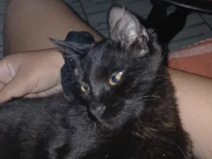Gato raça SRD-ViraLata idade 2 a 6 meses nome Carlos Eduardo Farias Pereira 