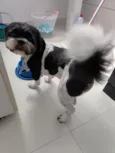 Cachorro raça Shitzu idade 4 anos nome Bingo