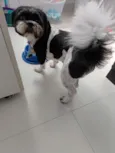Cachorro raça Shitzu idade 4 anos nome Bingo