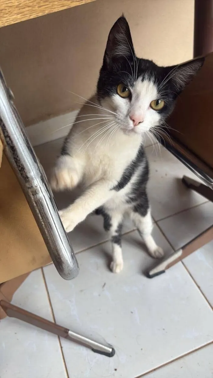 Gato raça SRD-ViraLata idade 7 a 11 meses nome Daniel