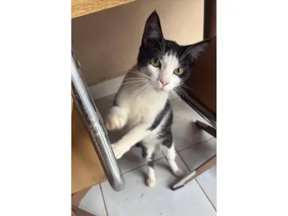 Gato raça SRD-ViraLata idade 7 a 11 meses nome Daniel