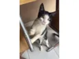 Gato raça SRD-ViraLata idade 7 a 11 meses nome Daniel